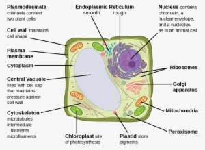 This Illustration Depicts A Typical Eukaryotic Plant - Vesicles On A Plant  Cell Transparent PNG - 1235x908 - Free Download on NicePNG