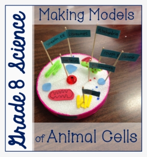 Grade 8 Animal Cell Models - Animal Cell Project Transparent PNG - 948x1035  - Free Download on NicePNG