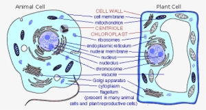 Exocrine Gland Cell Of Pancreas