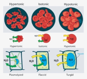 Hypertonic On Prokaryotic Cells