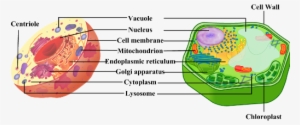Expert Answer - > - Vacuole Plant And Animal