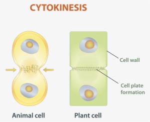 Cytokinesis Is The Final Stage Of Eukaryotic Cell Division - Eukaryotic Cytokinesis