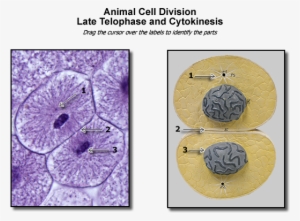 Animal Late Telophase Image - Late Telophase Animal Cell