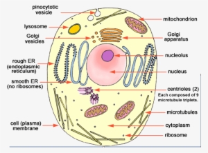Ncert Class 9 Science Solutions - Animal Cell And Plant Cell Diagram  Transparent PNG - 605x449 - Free Download on NicePNG