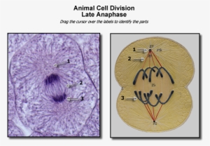 Animal Late Anaphase Image - Late Prophase Animal Cell