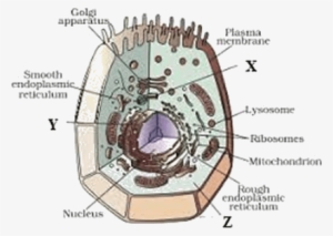 Image Of The Animal Cell - Diagram Of Plant Cell Class 9