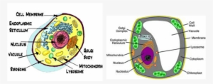 Vacuole Animal Cell - Organelles Surround The Cell