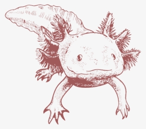 Axolotl Child2 - Animal Jam Clans