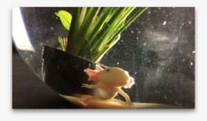In Loving Memoriam ~ Axolotl Gaia - Aquarium