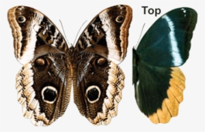 Queen Owl Butterfly - Owl Butterfly Transparent