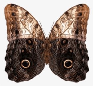 Owl Butterfly - Put-in-bay