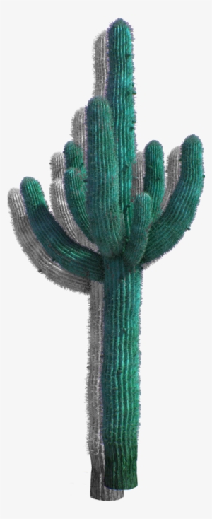 Desert Cactus