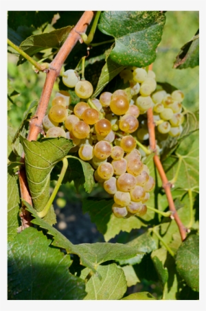 In 2002, Cox Vineyard Passed The Rigorous Ccof Standards - Seedless Fruit