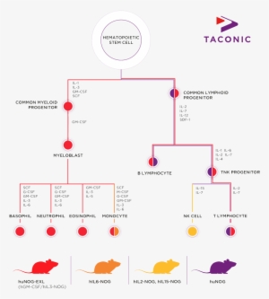 Taconic Biosciences Hematopoiesis Infographic - Taconic