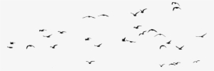 A Flock Of Seagulls Bird Computer Icons Web Browser - Flock Of Seagulls Silhouette