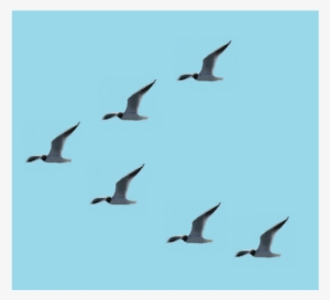 Birds In Leader-follower Formation