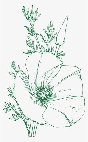 poppies have four petals often crinkled resembling - sketch