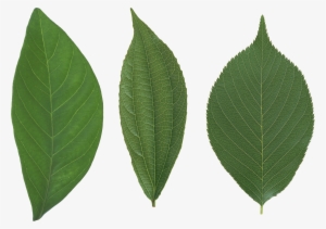 Green Leaf Png - Leaf