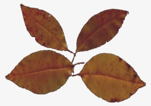 Leaves Pack 07 - Autumn