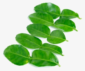 Kaffir Lime Leaves Png High-quality Image - Kaffir Lime Leaf Png