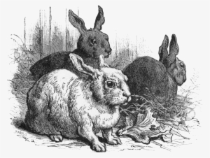 Do Any Of You Raise Rabbits Or Did You When You Were - Graphics