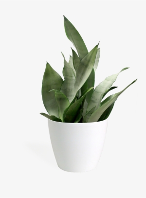 Sansevieria Moonshine Small - Sansevieria