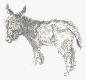 Drawn Donkey Burro - Burro