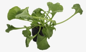 Png Spinach-small - Arugula