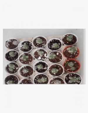Notocactus Roseoluteus Small Live Succulent Plants - Succulent Plant