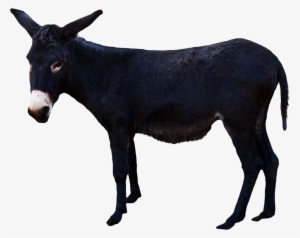 Donkey High Quality Png - Donkey With Transparent Background