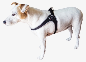 Dog-belt - Treponti Harness