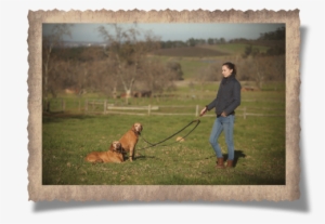 The Simonstown Trainer Dog Lead - Strap