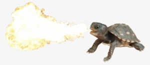 Fire Breathing Turtle - Fire Breathing Turtle Dragon