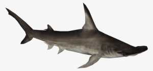 Great Hammerhead Shark - Hammerhead Shark
