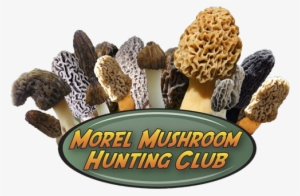 Morel Mushroom Hunting Club Logo - Morel Mushroom Hunting Club
