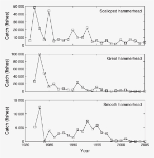 Summarized Catches Of Hammerhead Sharks By Species - Hammerhead Shark Population Levels