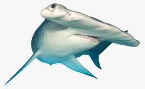 Populations Of Scalloped Hammerhead Sharks Have Declined - Tiger Shark