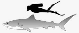 Open - Tiger Shark Size Comparison