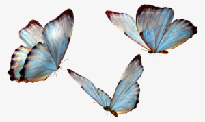 Flying Butterfly Transparent - Real Life Cute Blue Butterfly