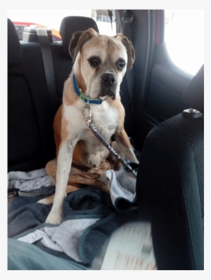 Looking For Love - Boxer