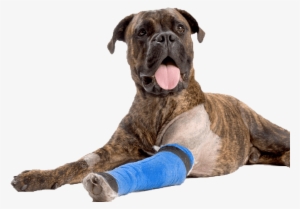 Dog Boxer Asc Bandage Arm852 - Injury Dog