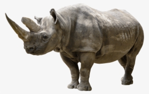 Rhinoceros Png Clip Art - Black Rhinoceros, For The Love Of Animals: Blank 150
