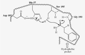 Molecular Recognition03 - Chymotrypsin Hydrophobic Pocket