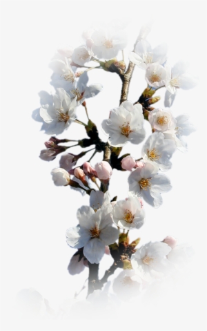 Xuân Nhớ Cố Nhân - Cherry Blossom
