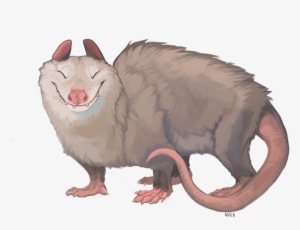 Opossum - Fur