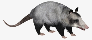 Common Opossum 4 - Didelphis Marsupialis Png