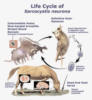 The Life Cycle Of Sarcocystis Neurona Is Dependent - Sarcocystis Neurona Life Cycle