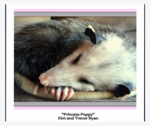 1 - Common Opossum