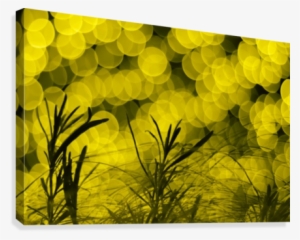Brainwash Yellow Bokeh Canvas Print - Grass