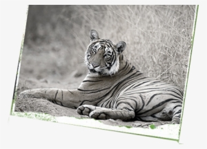 Ranthambore National Park